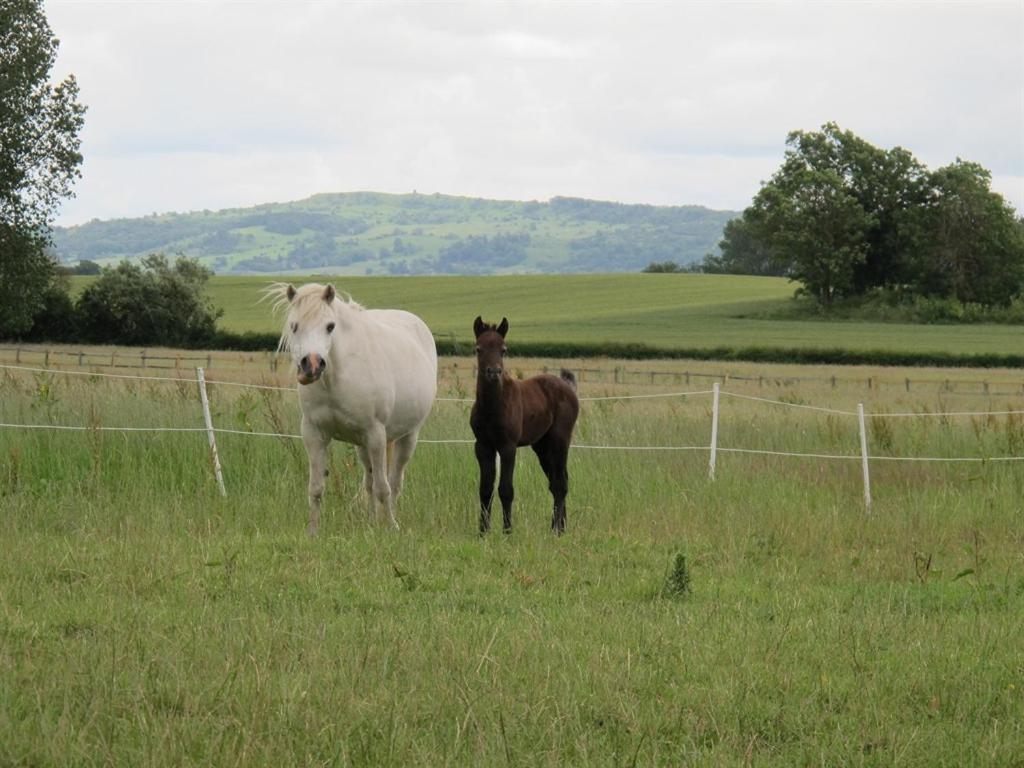 Bluebell Farm Bed and Breakfast Upton upon Severn Εξωτερικό φωτογραφία